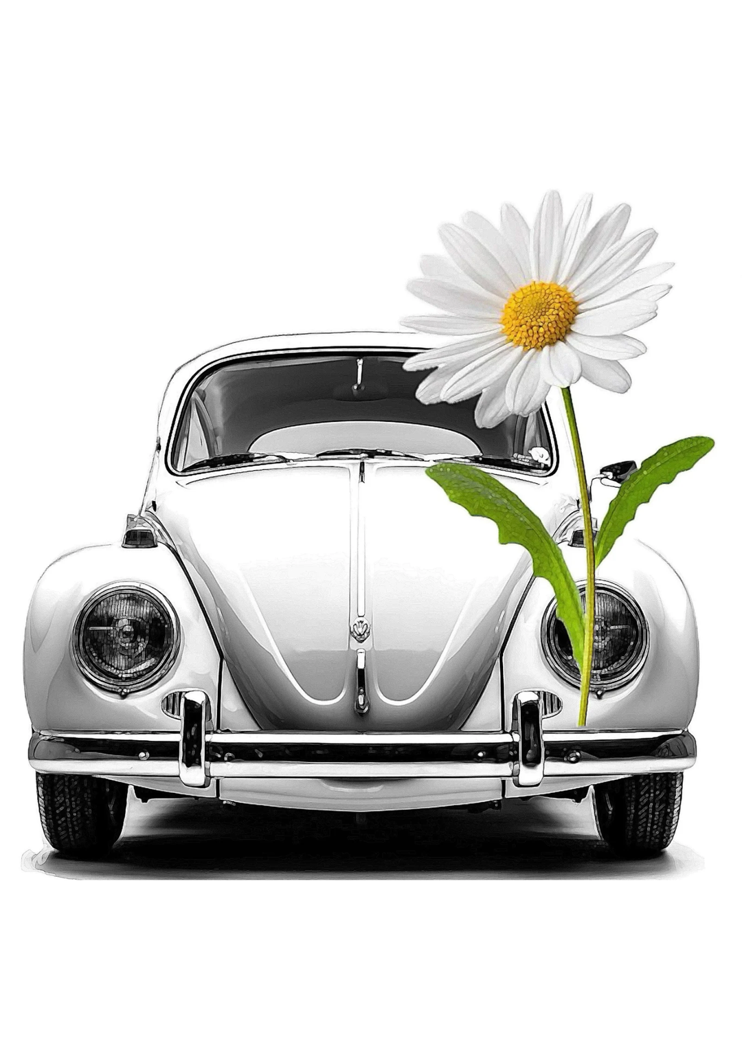 Black and white graphic of a car and a bright colored flower
